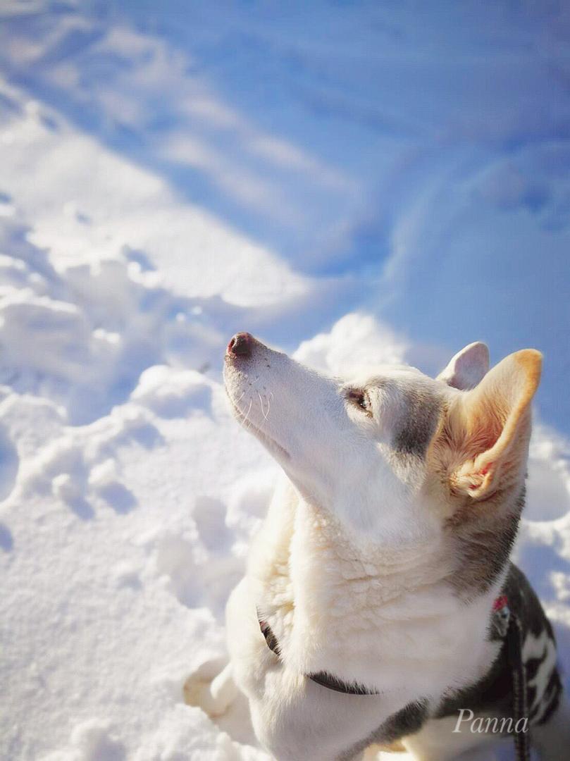 雪の朝