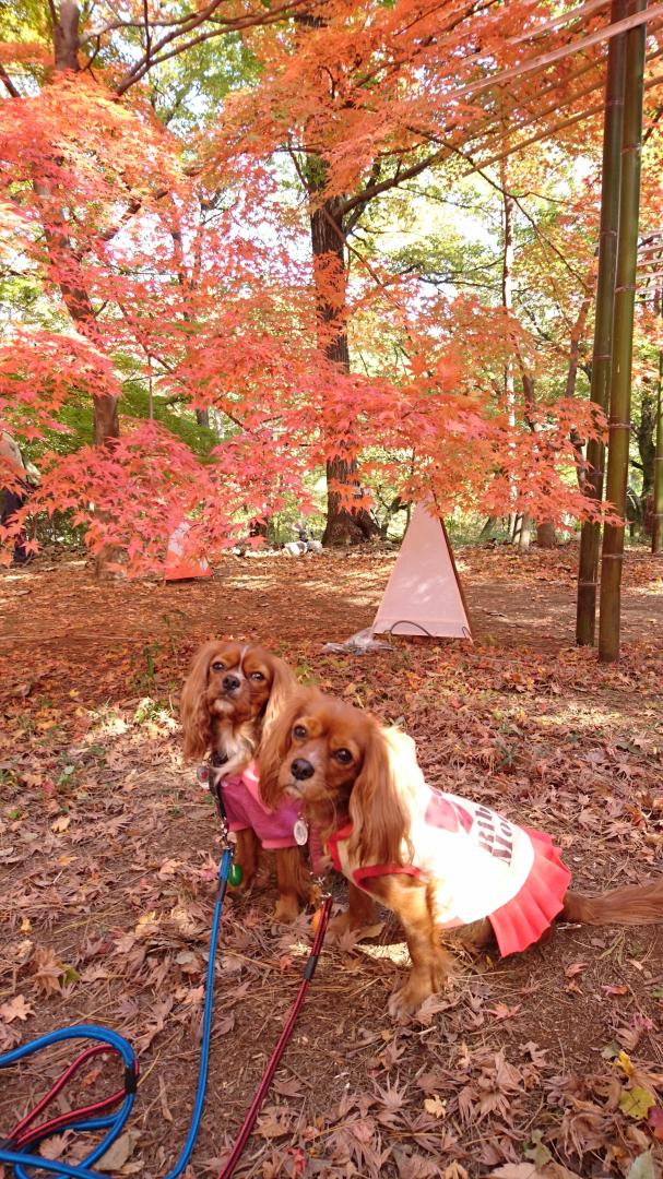 紅葉と一緒に「はいパチリ」