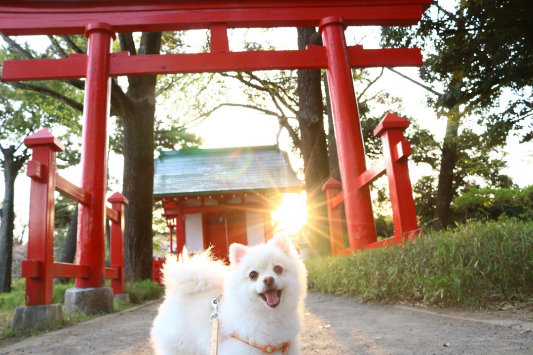 夕陽に照らされて