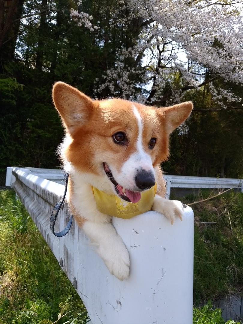 こんなお花見、イヤですか…？