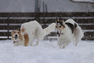 初めての雪遊び