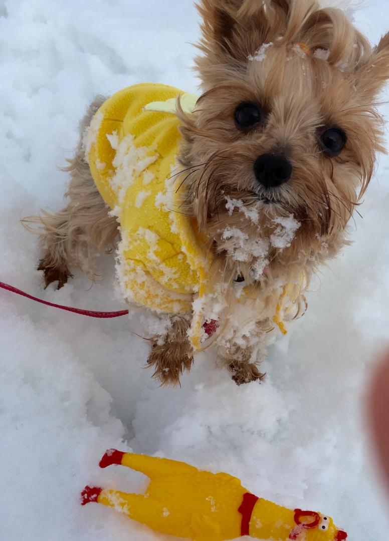 雪の中から鳥しゃん発見