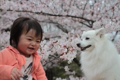 お花見しましょう