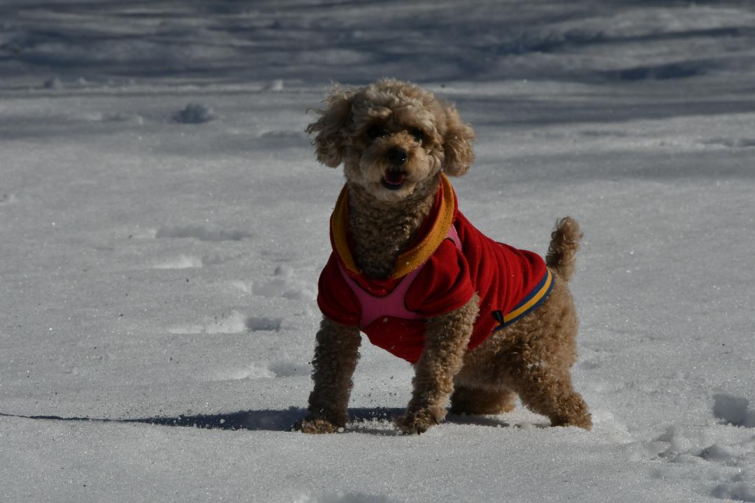 初めての雪