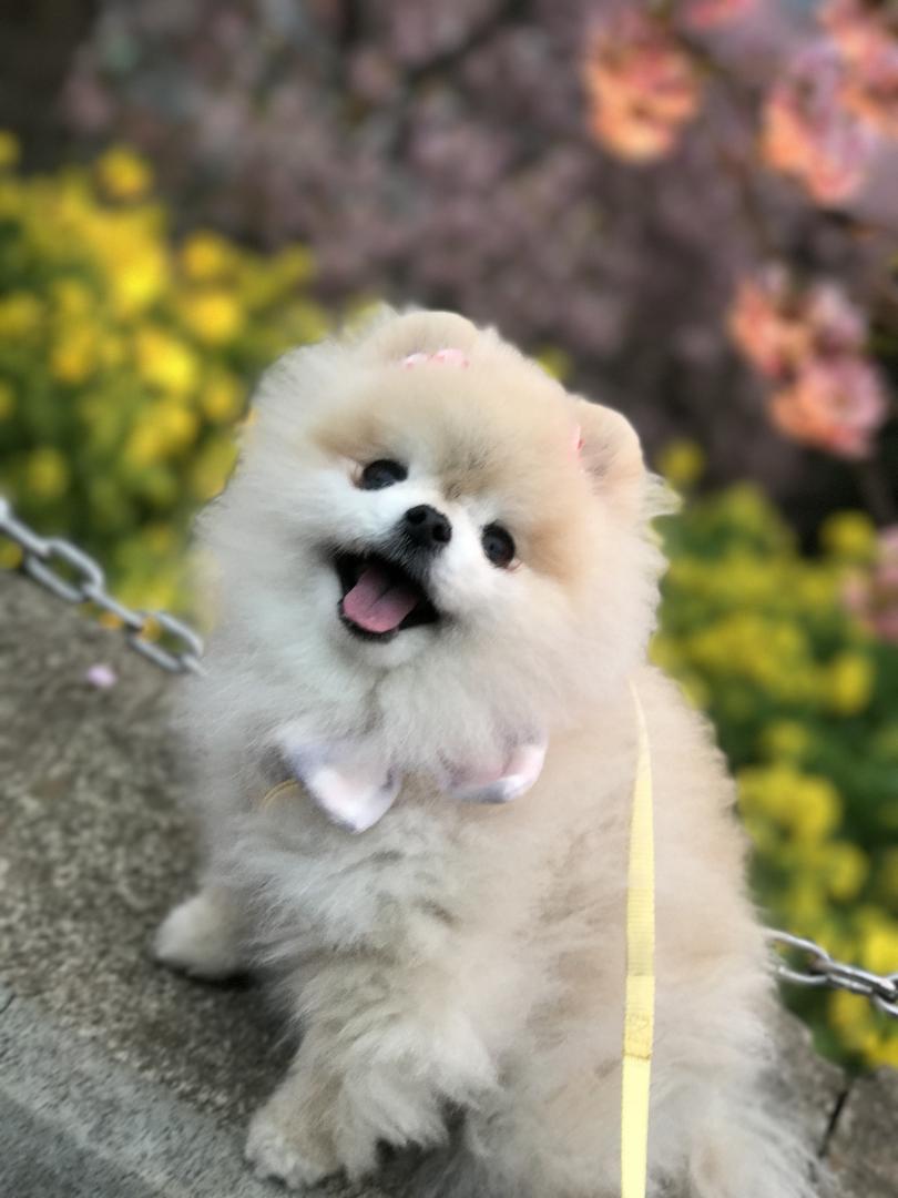 河津桜と菜の花と毛玉 てまりママさんの投稿写真 犬 愛犬フォトコンテスト イヌトミィ