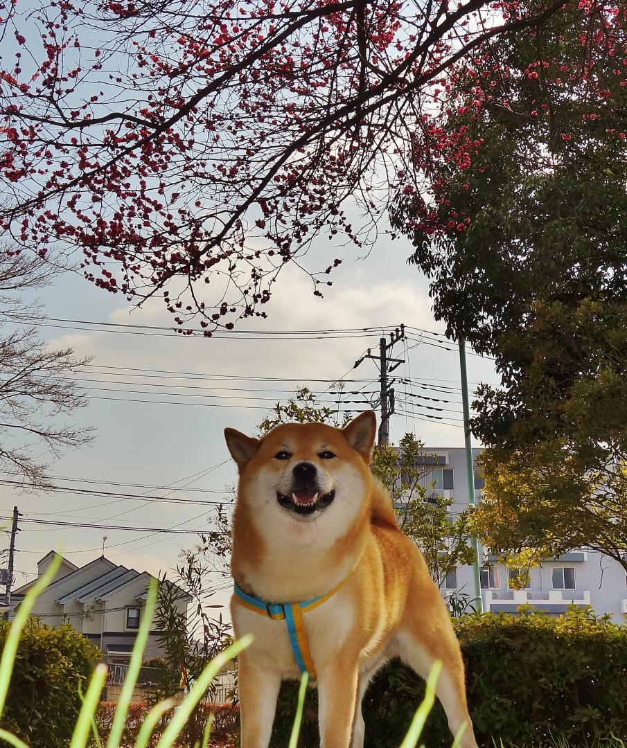 優しい風に梅