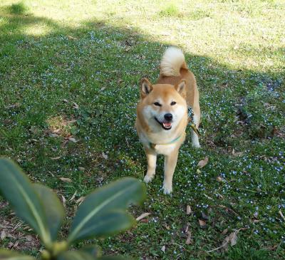 春の足元､小花