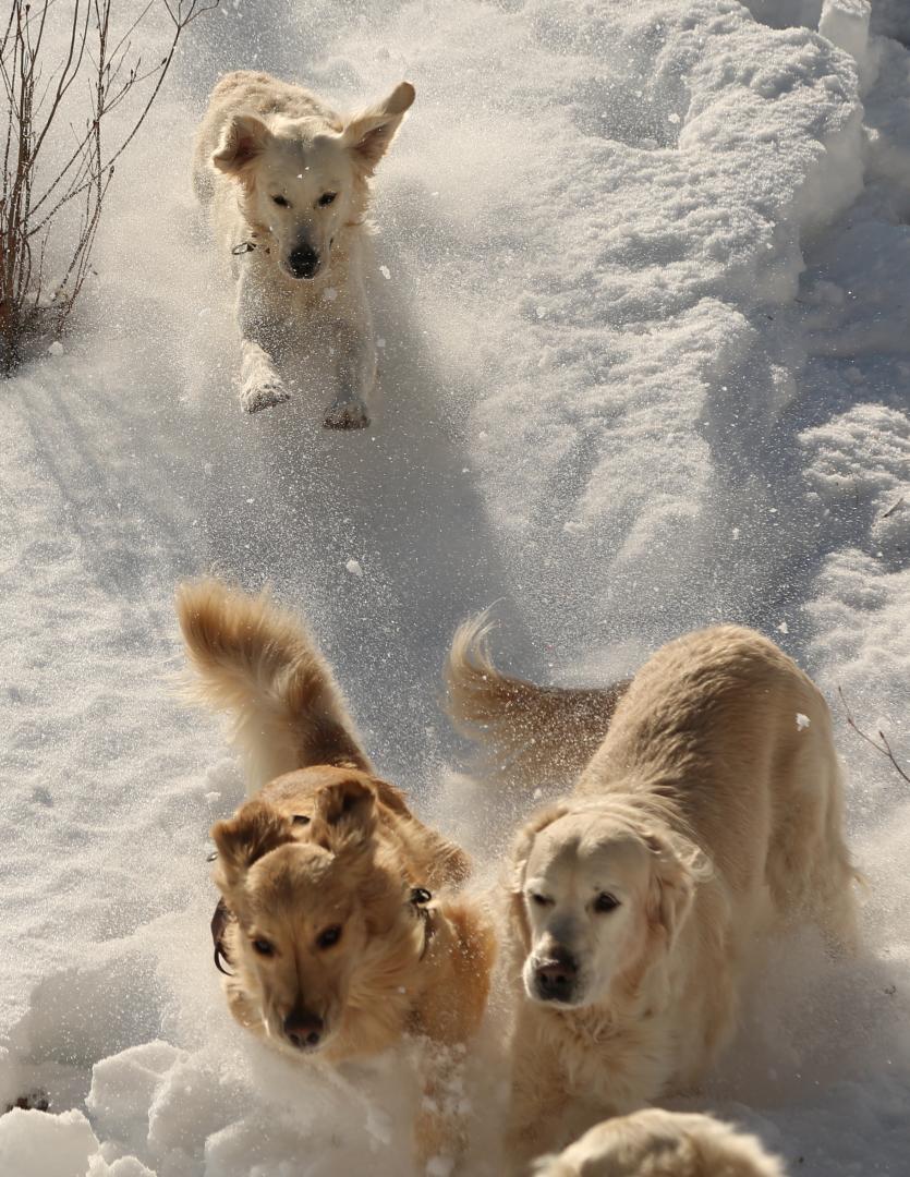 雪だるま