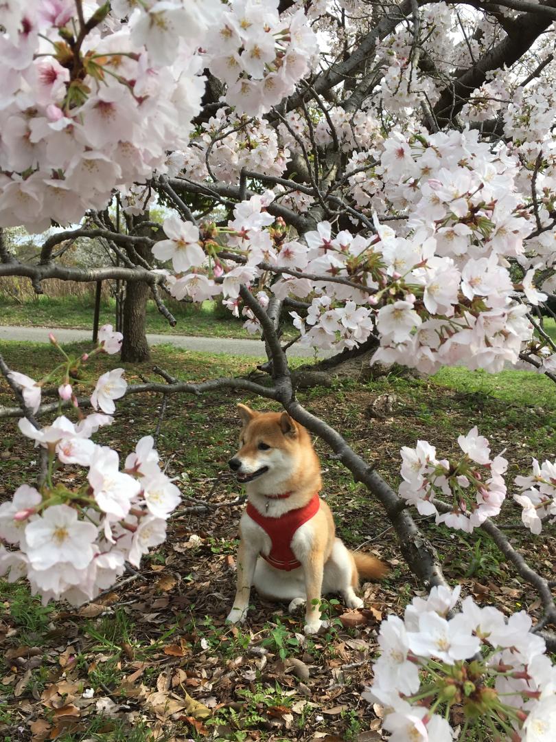 桜の木のしたで