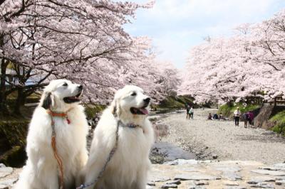 お花見＊姉妹とさくらと川の流れ＊