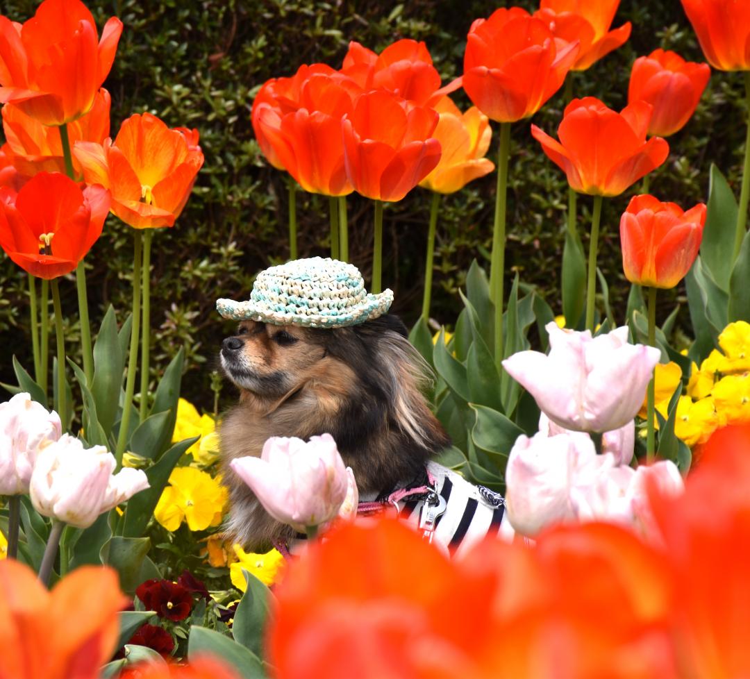 どの花見てもきれいだな♪