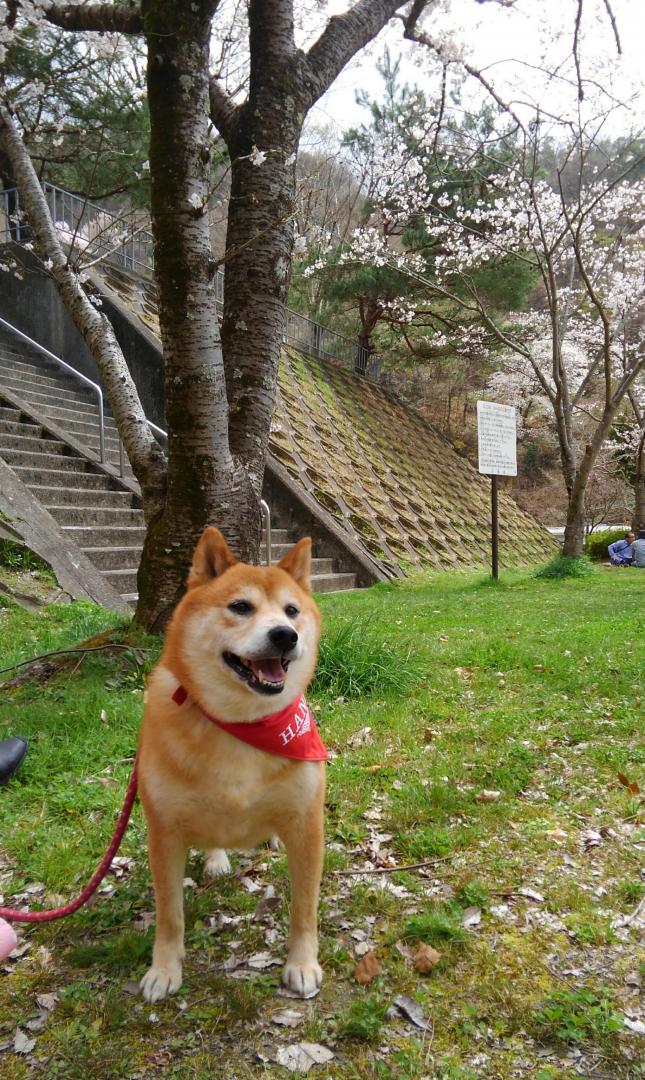 家族でお花見