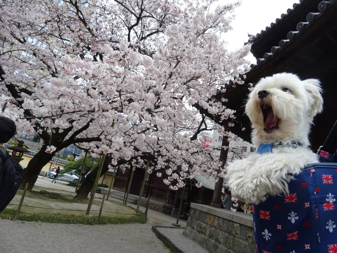 桜～♪