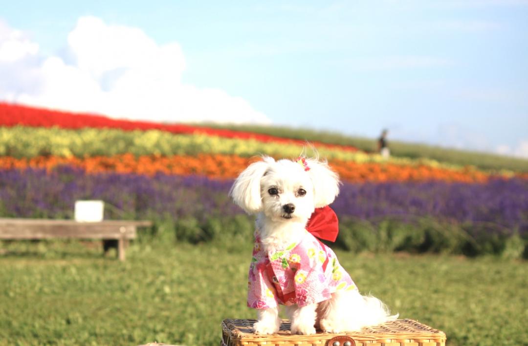 色鮮やかなのお花に癒されるね