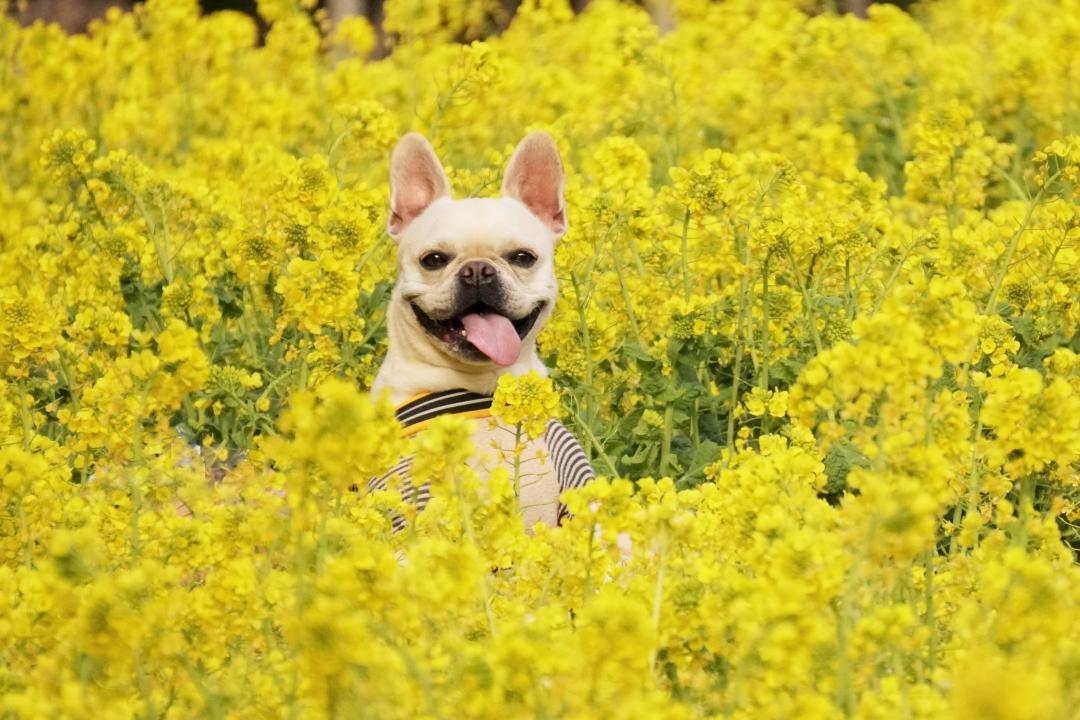 菜の花に囲まれて