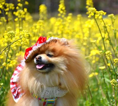 春さん✿こんにちワン♫