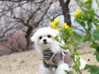 綺麗な色の花が咲き始めたワン