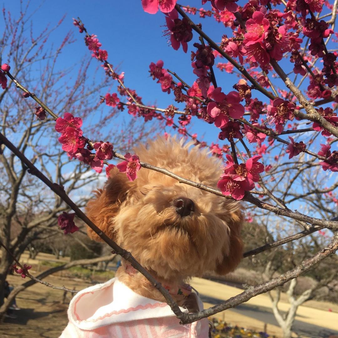 梅の花くんくん