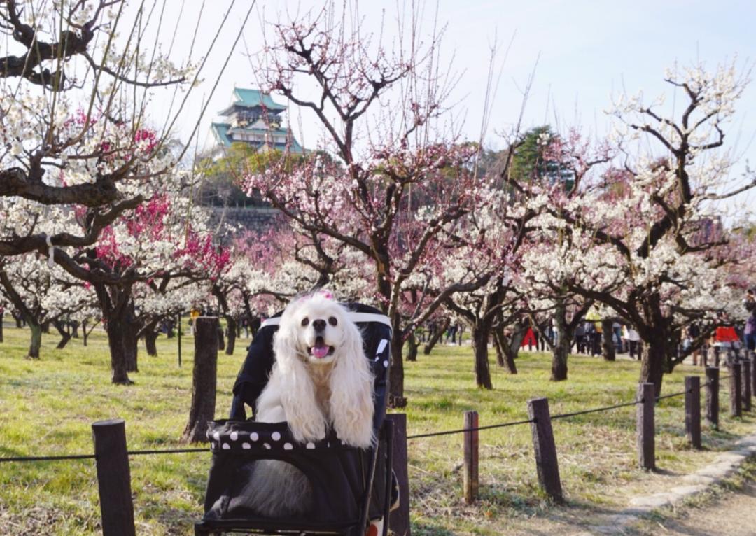 大阪城公園梅林