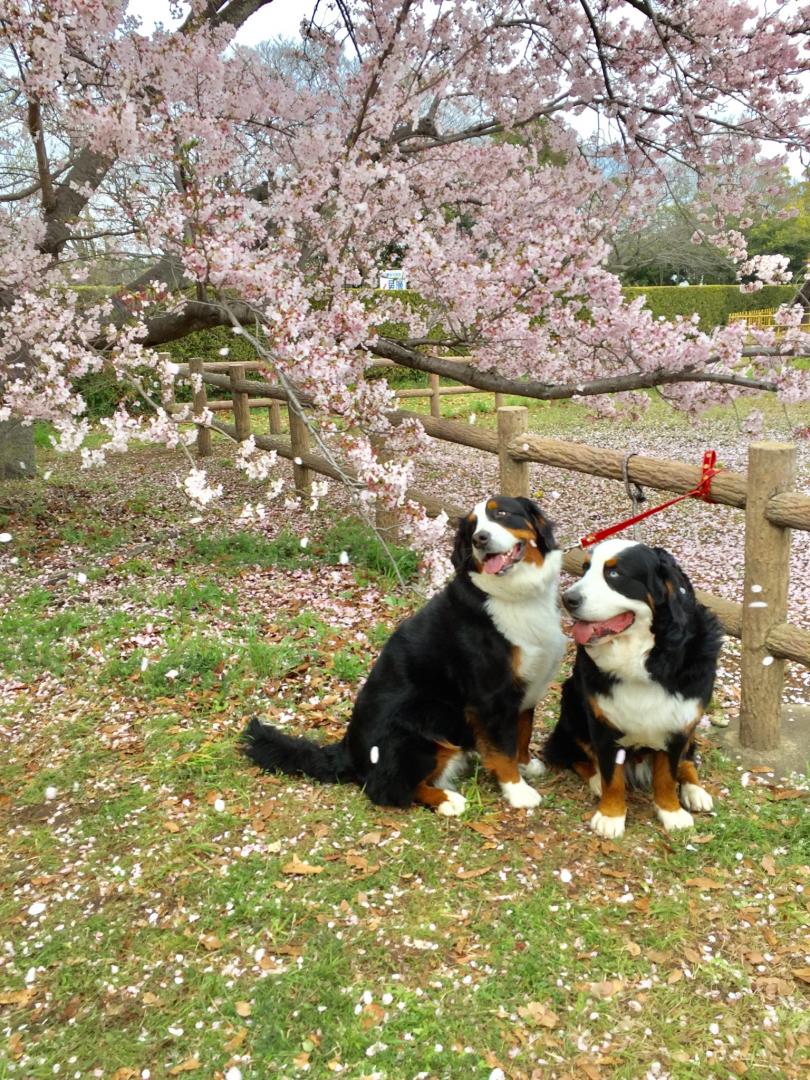 桜吹雪