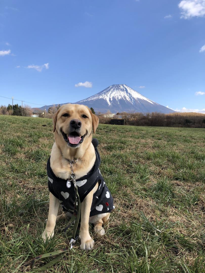 富士は日本一の山