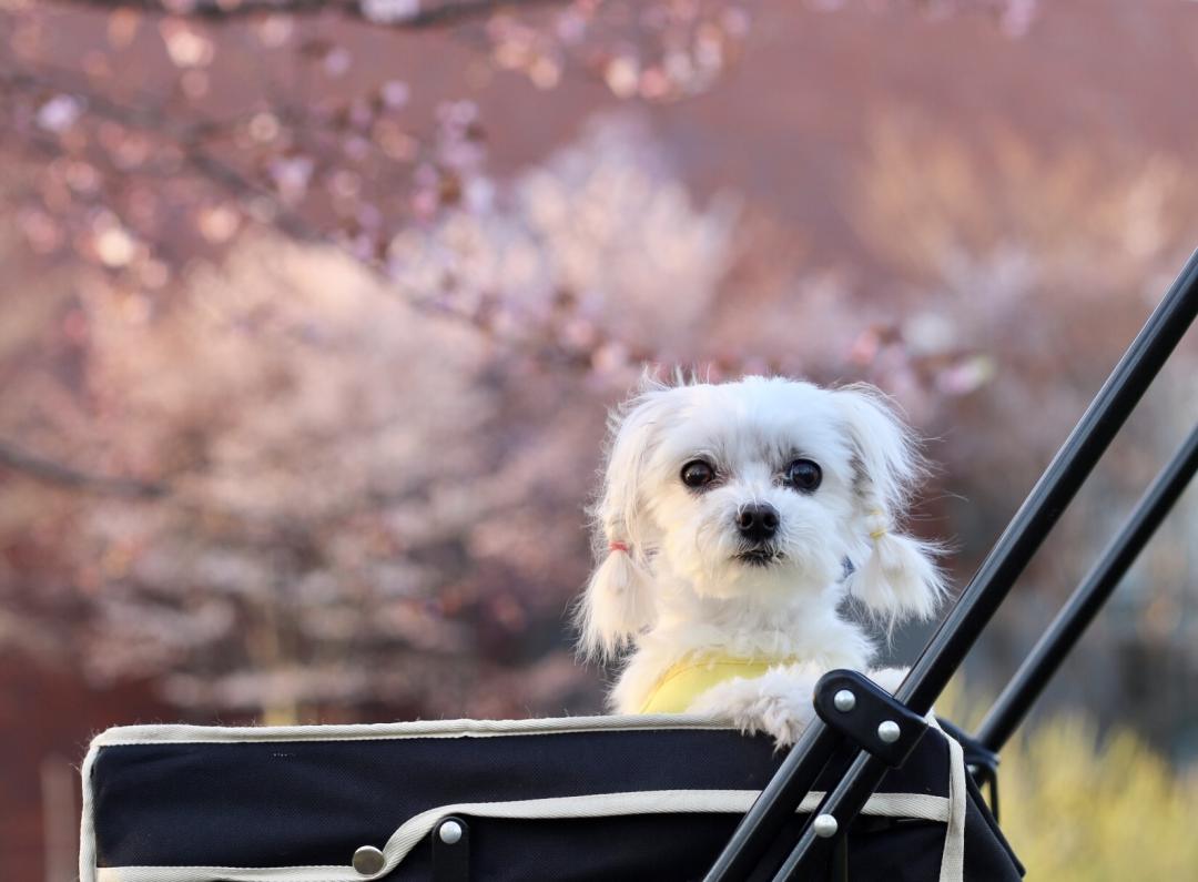 満開の桜の中で