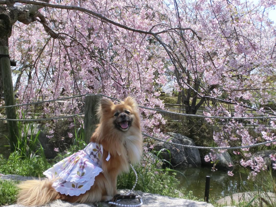 降り注ぐ桜の中で