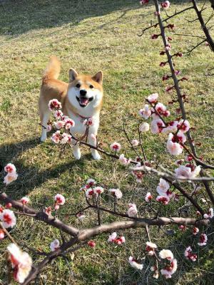 梅の花便り