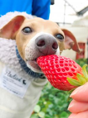 いちご狩り