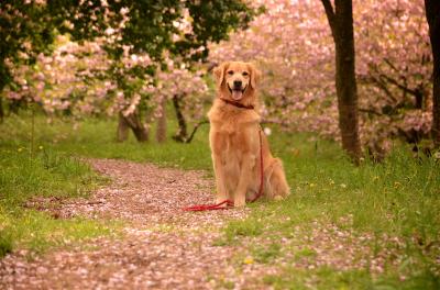 桜の園で