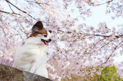 お花見