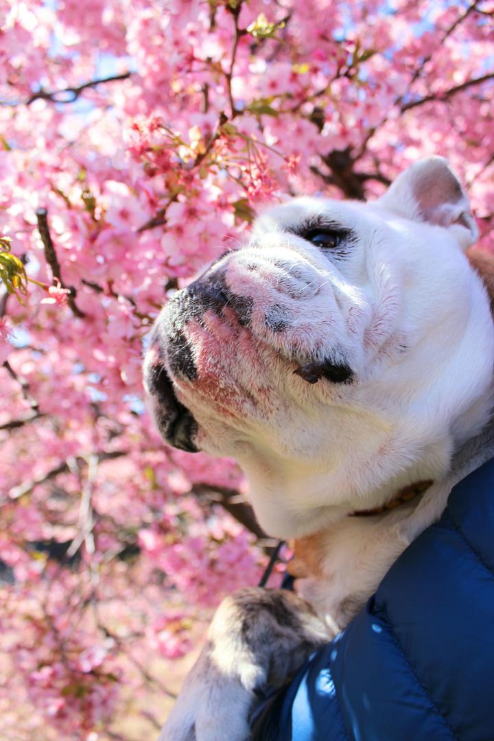 河津桜が満開