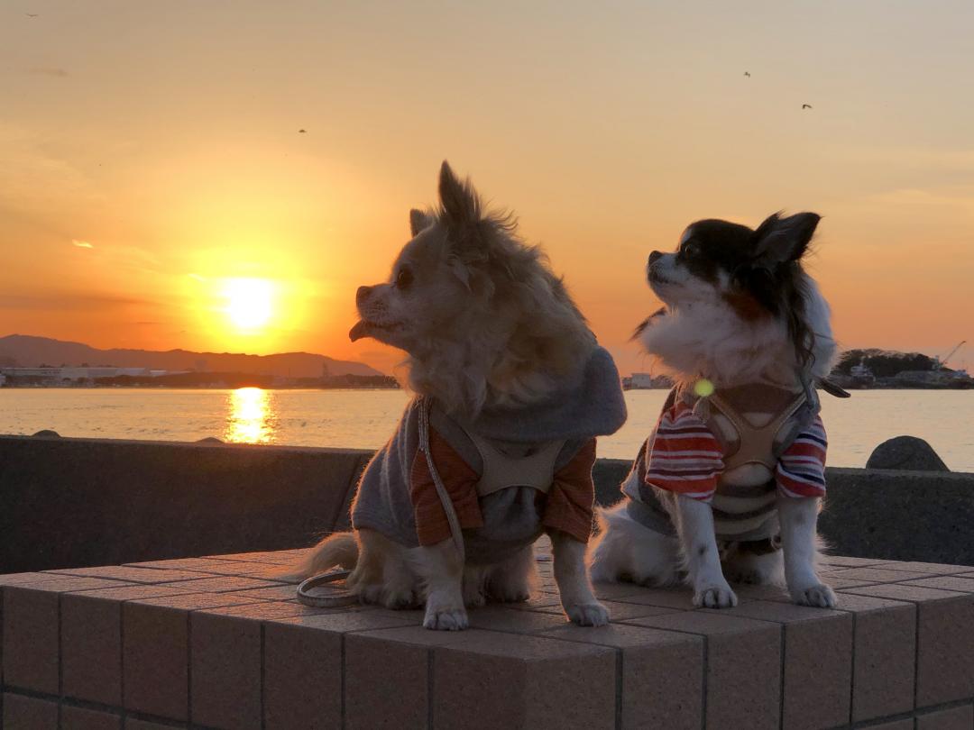 夕陽って綺麗だね