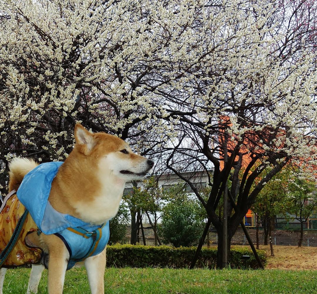 春雨も柴散歩