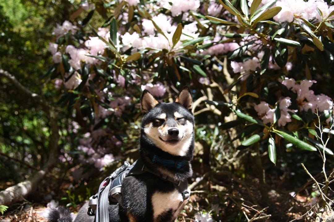 満開のアズマシャクナゲ