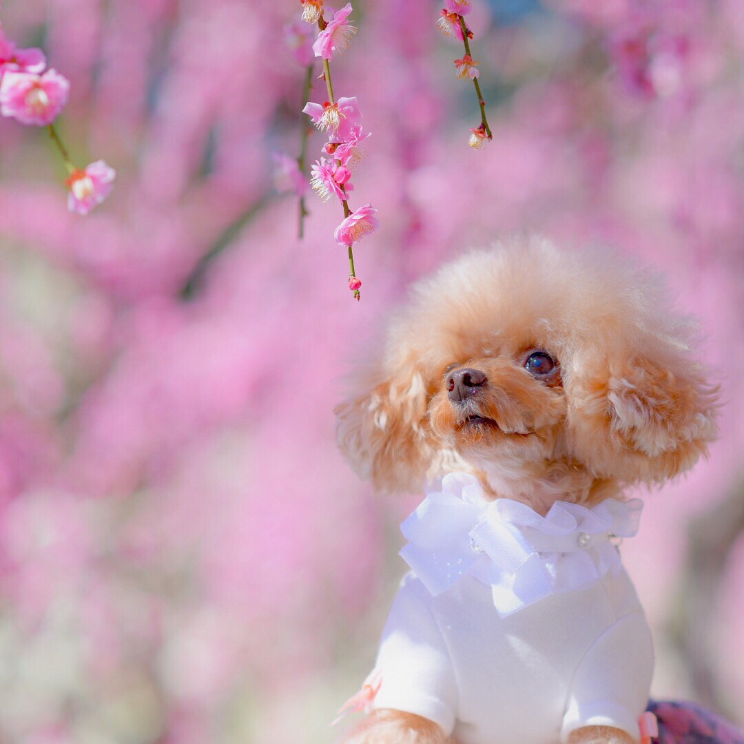 梅の花の香りに癒されるココア（cocoaさんの投稿写真） | 犬・愛犬フォトコンテスト イヌトミィ