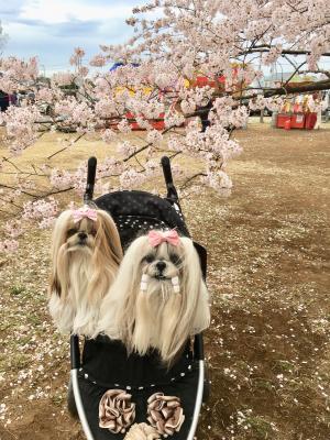 春はやっぱり桜よね！