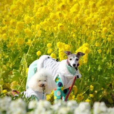 わんことお出かけ ひと足早い春の淡路島