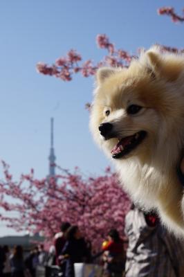 河津桜とスカイツリーともふもふ