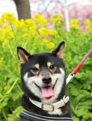 菜の花は春の香りだね