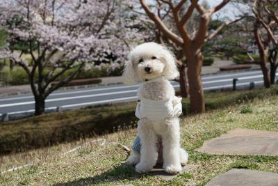 春よ来い U^ェ^U♪