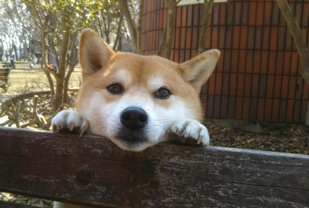 ぼくにもおやつを、、