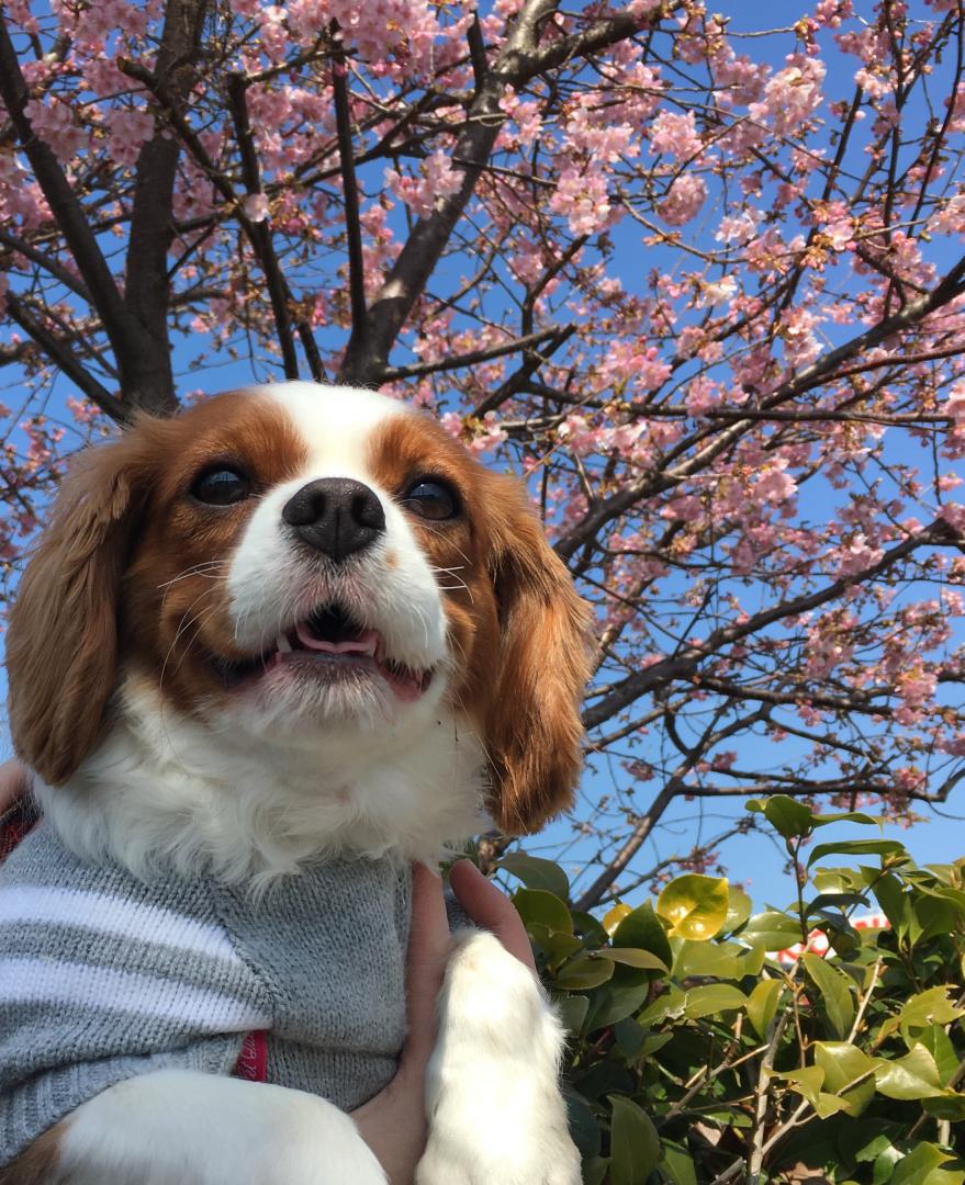 一足早い満開の桜と。