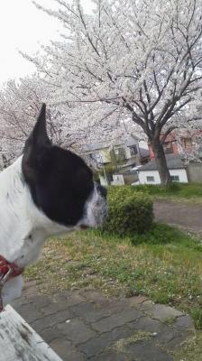 犬と桜