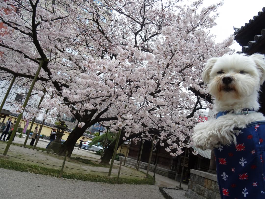 眠くなる春だけど桜は綺麗だよ♪