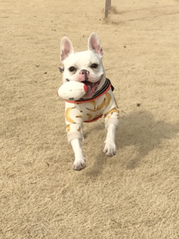 飛行犬？