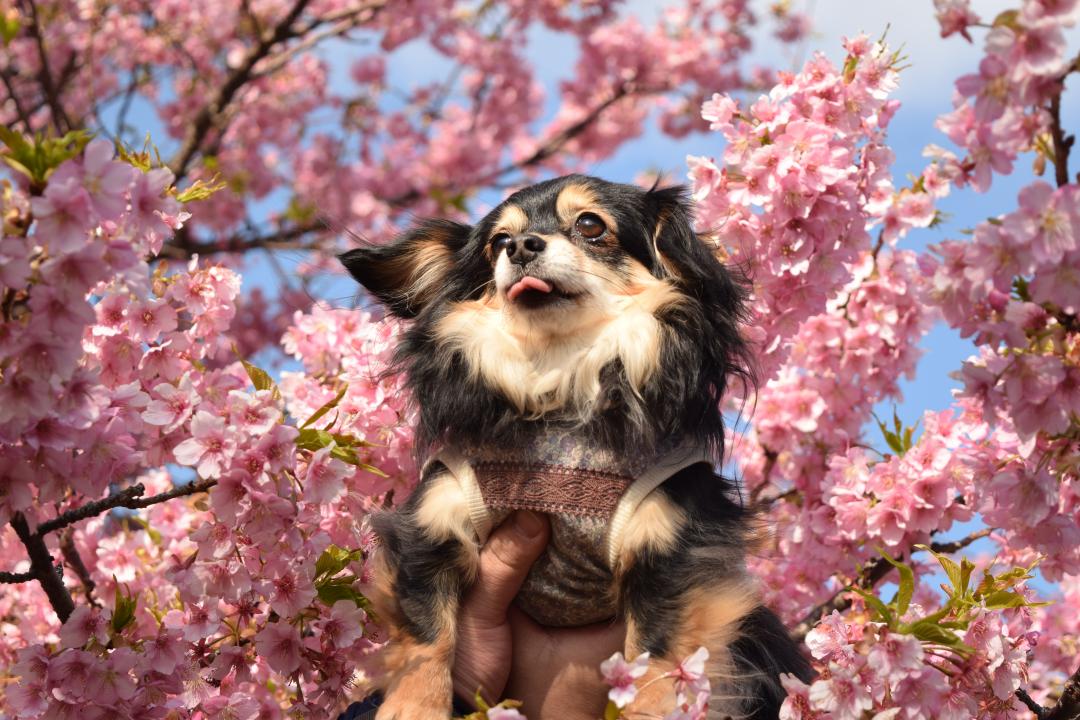 河津桜と桜子