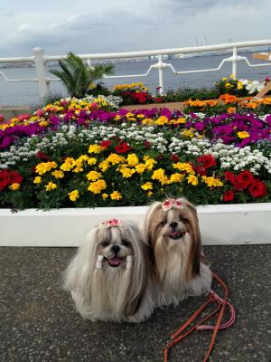 カラフルなお花が綺麗！