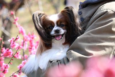 ふわり、梅の香りに包まれて