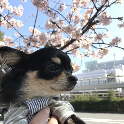 Nico初桜